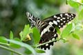 105 Afrikanischer Schwalbenschwanz - Papilio demedocus